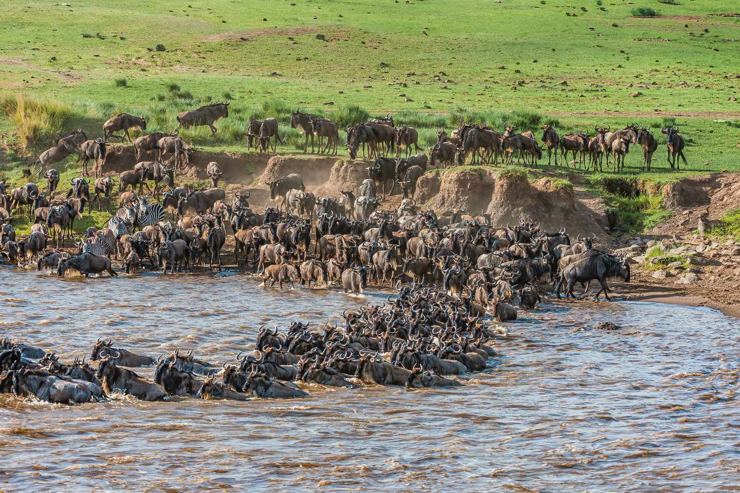 afrika-kenia-safari-gnus-wanderung-g-1429482283.jpg
