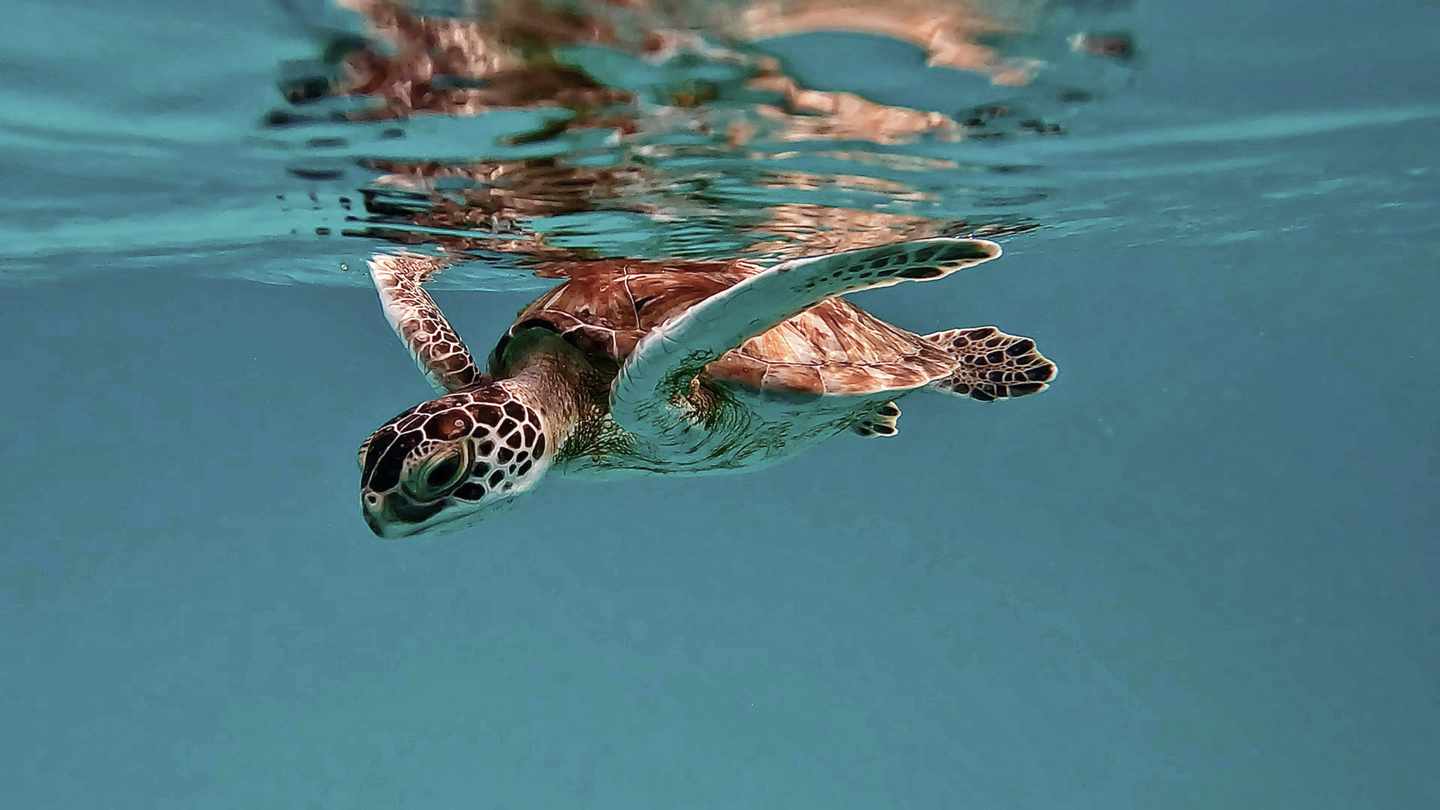 Barbados-Kleine-Schildkroete-im-Meer-g-1938499862_bearbeitet.jpg