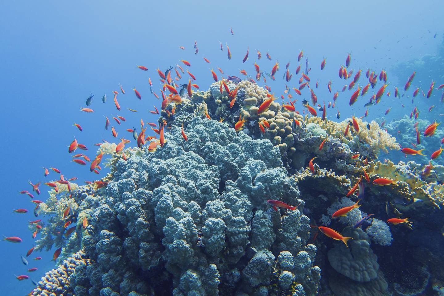 aegypten-hurghada-unterwasser-g-1250933133.jpg