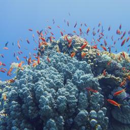 aegypten-hurghada-unterwasser-g-1250933133.jpg