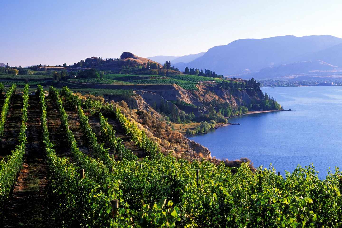 kanada-british-columbia-okanagan-weinberge-g-172290241.jpg