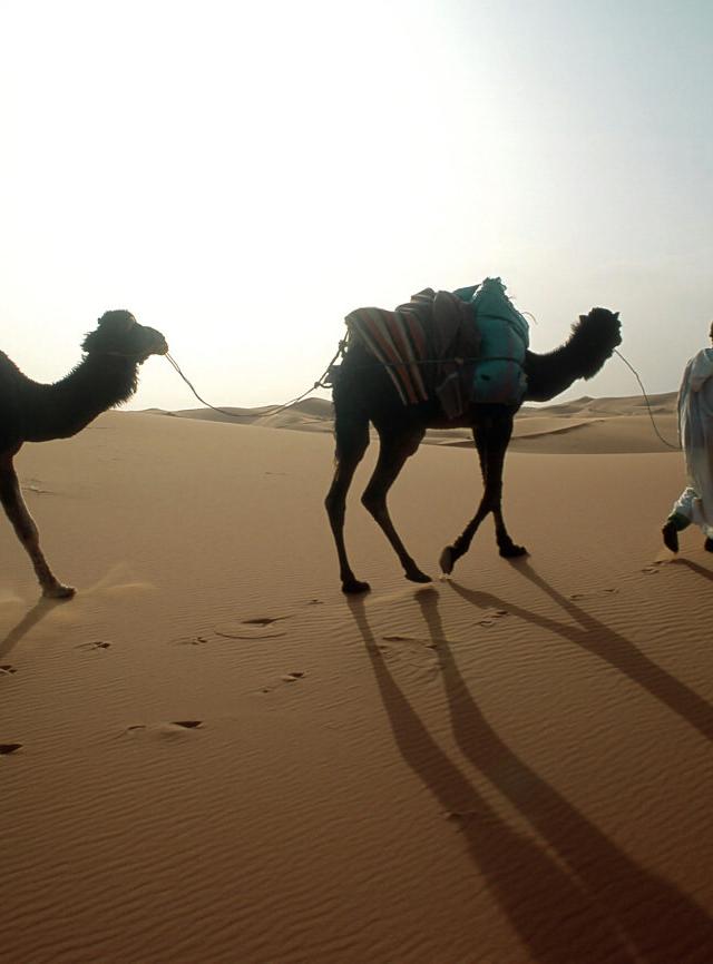 Hotel in den Vereinigten Arabischen Emiraten buchen Kamele in der Wüste der Vereinigten Arabischen Emirate