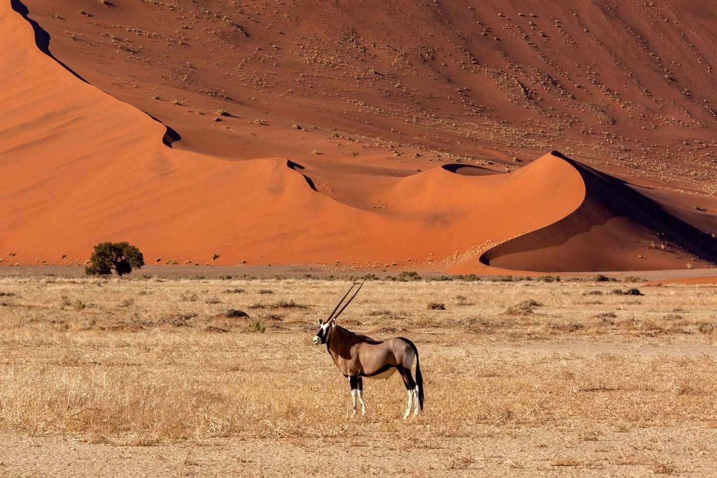 Namibia-Antilope-KV-Dertour-g-1184863142.jpg