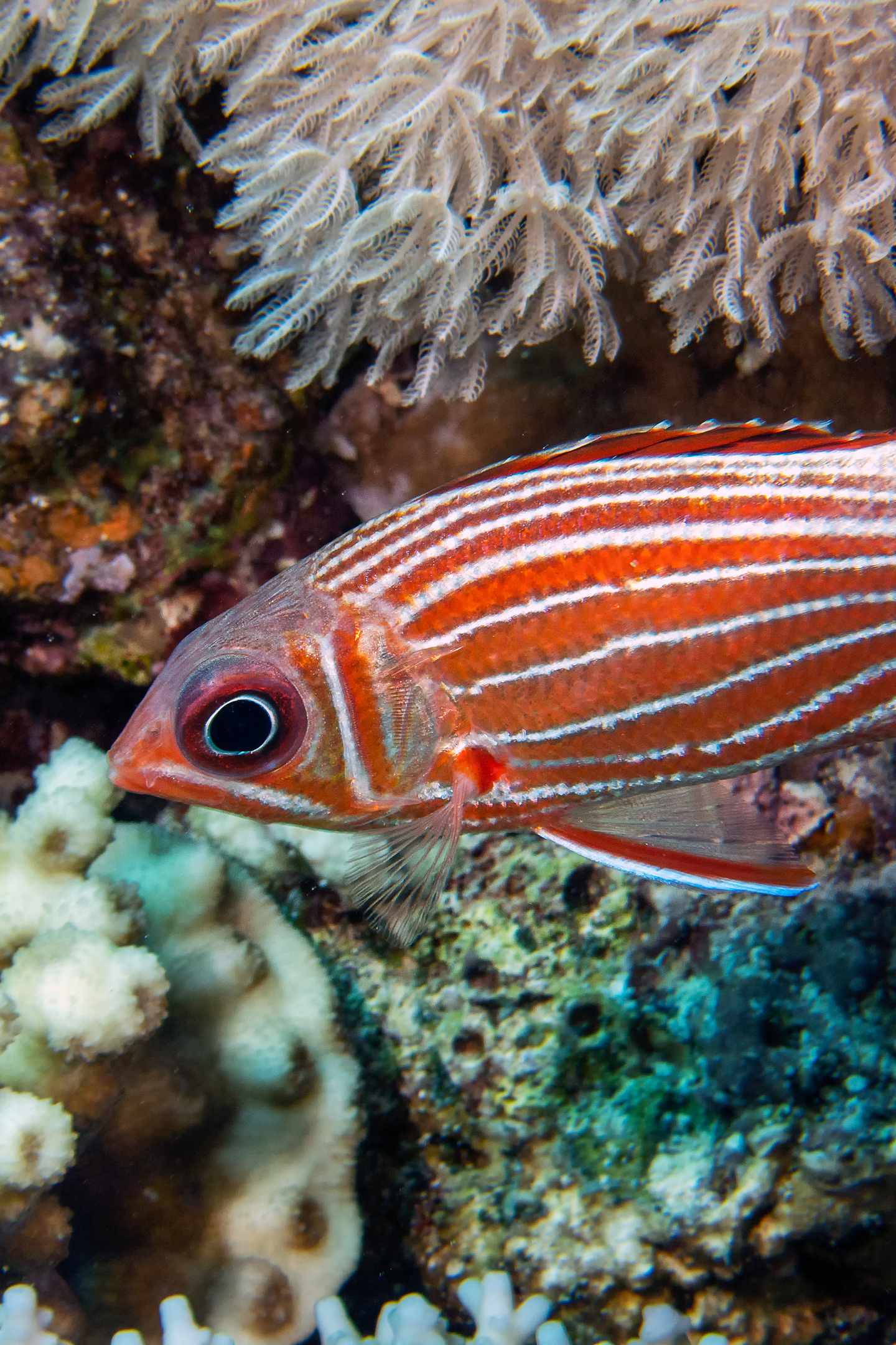 blt32195137a7dedc40-aegypten-rotes-meer-eichhoernchenfisch-g-1349245651.jpg Eichhörnchenfisch im Indischen Ozean