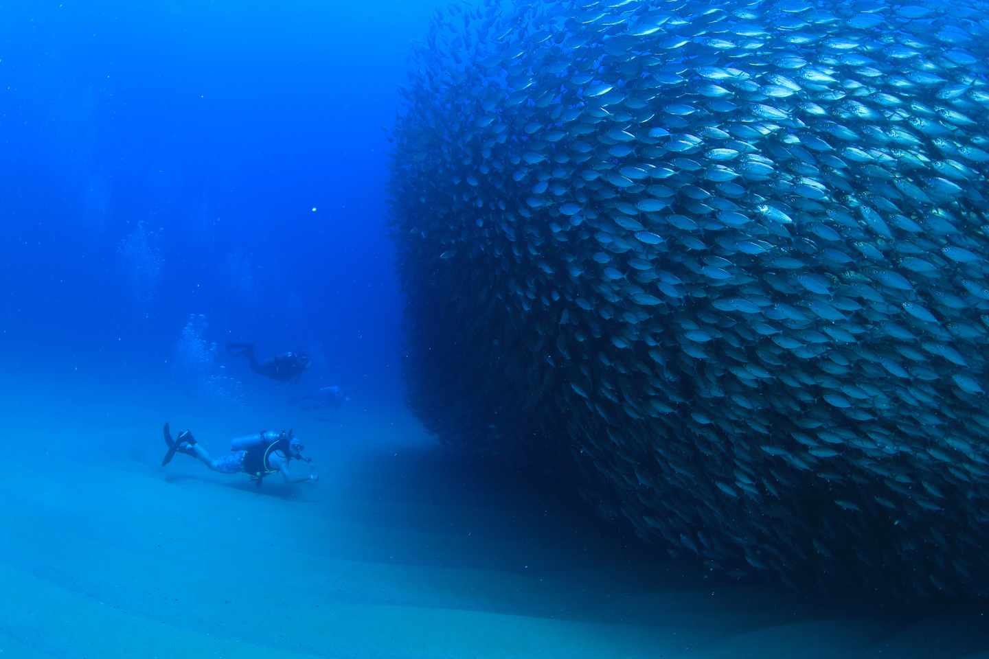 blt1a4465084b7bde3b-mexiko-los-cabos-dive-sardinen-p.jpg Los Cabos Sehenswürdigkeiten: Biodiversität
