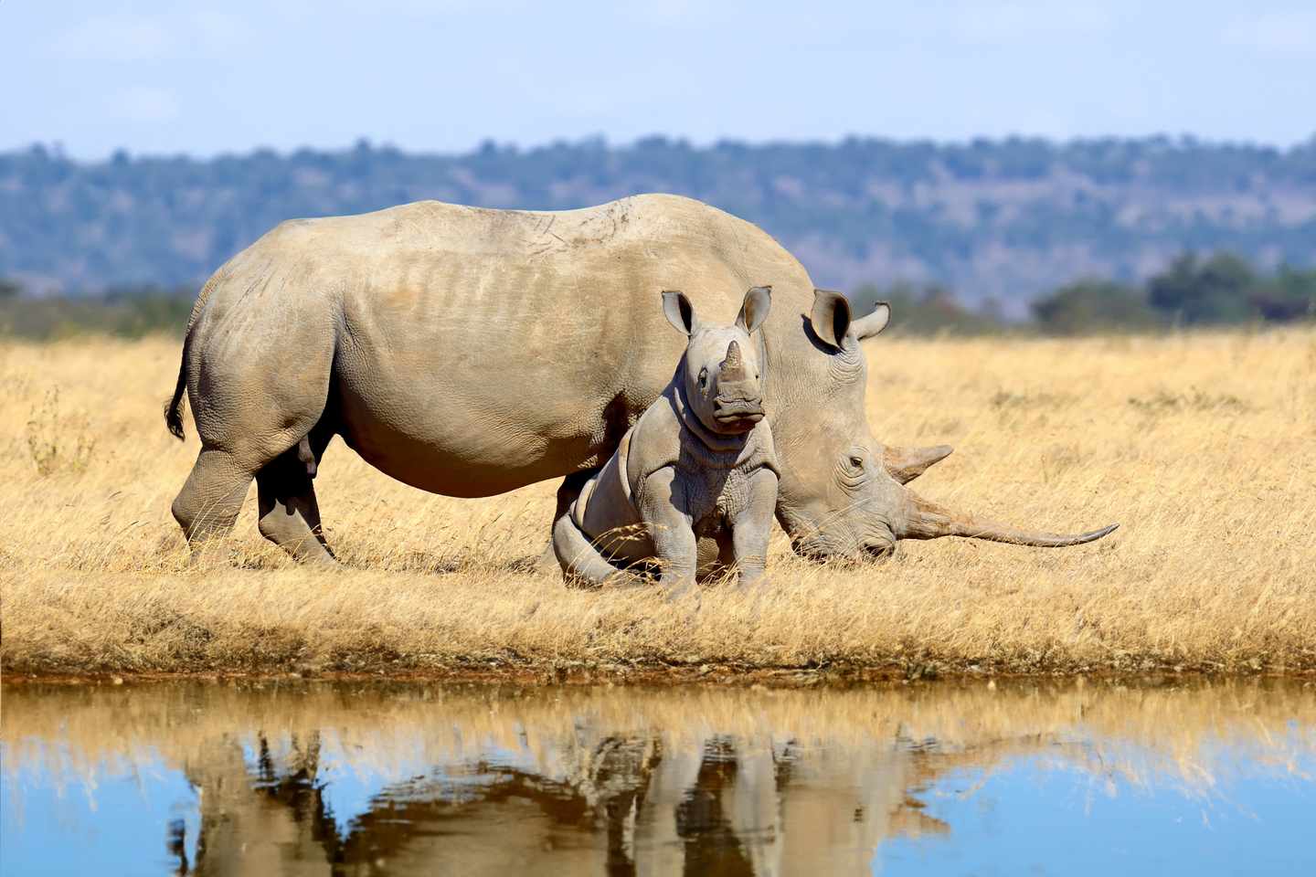 afrika-nashorn-big-five-g-1566692839.jpg
