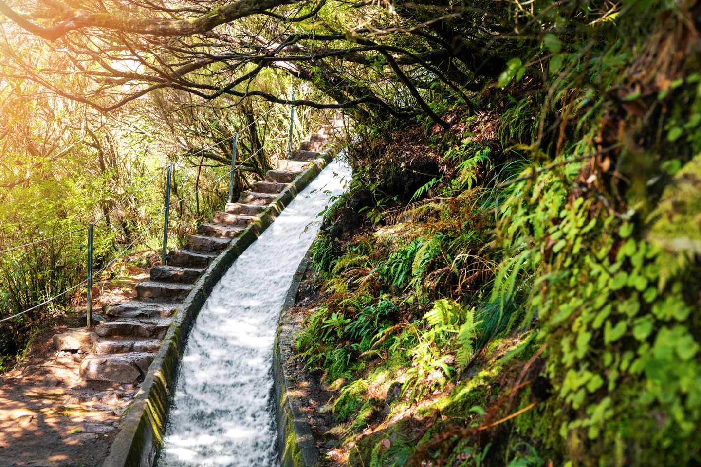 portugal-madeira-levada-wanderweg-g-1436719796.jpg