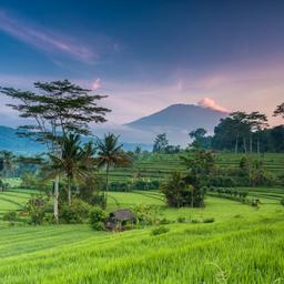 indonesien-bali-reisfeld-vulkan-agung-g-533226841.jpg