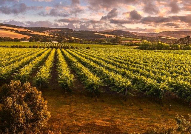 Great Ocean Road & Barossa Valley Rundreise
