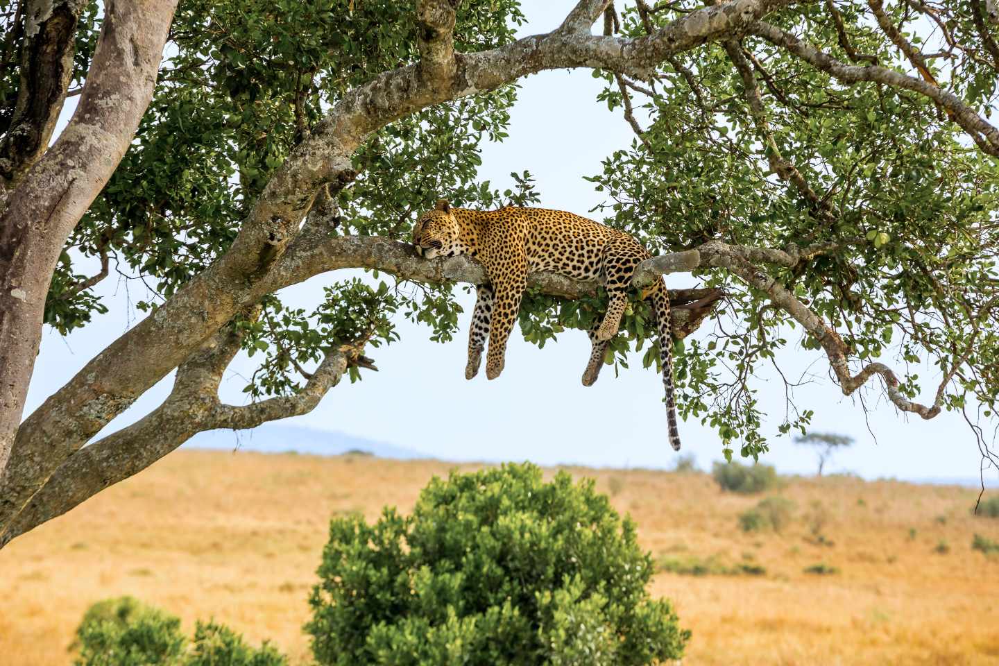 afrika-masai-mara-Leopard-g-594025408.jpg