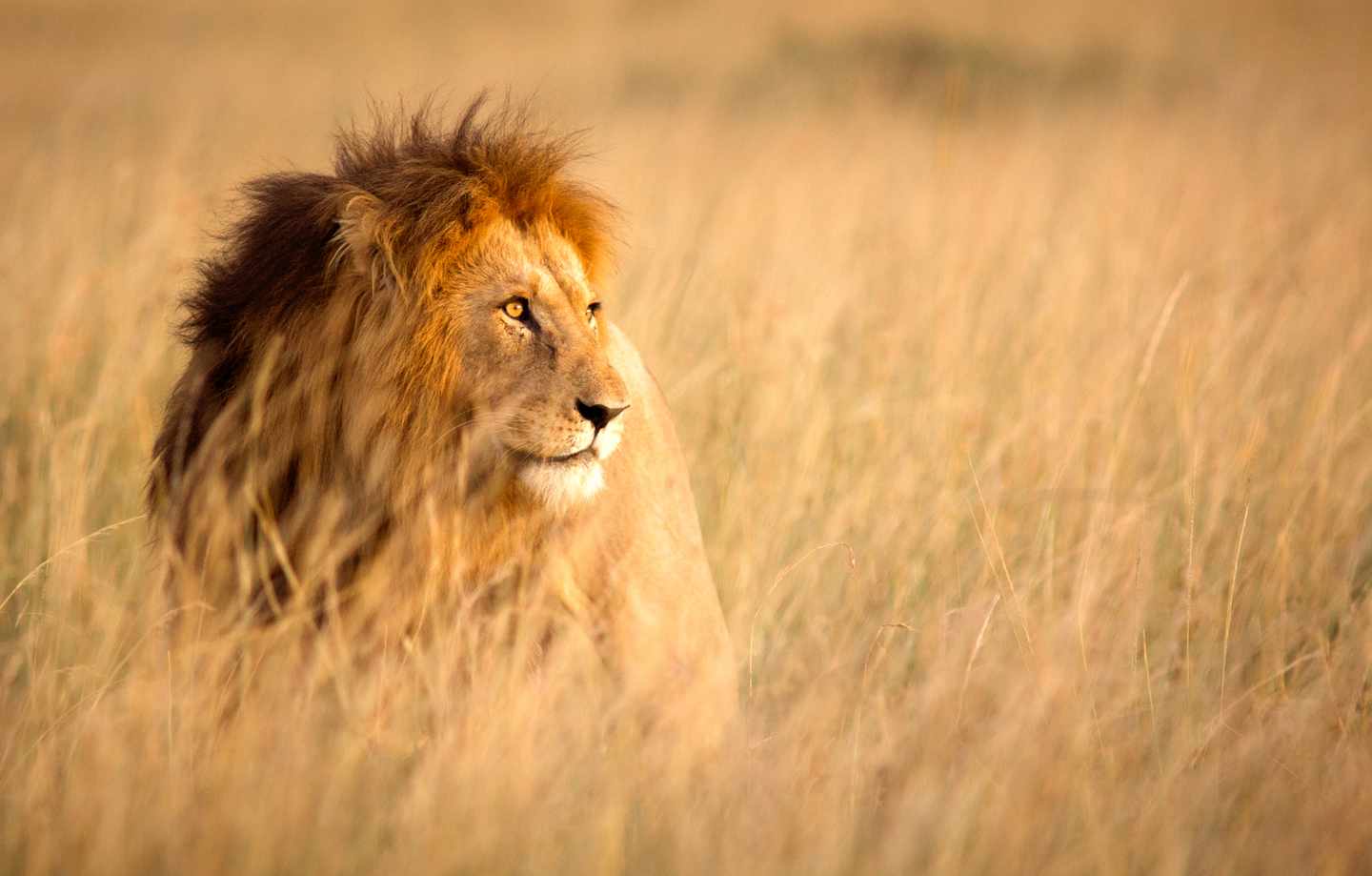 afrika-loewe-big-five-g-494856046.jpg
