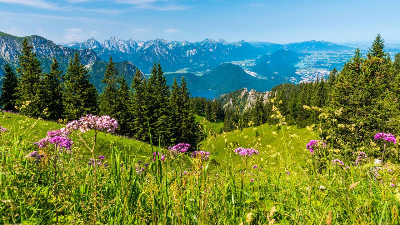 westeuropa-deutschland-bayern-blumenwiese-berge-t-499236508.jpg