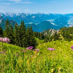westeuropa-deutschland-bayern-blumenwiese-berge-t-499236508.jpg