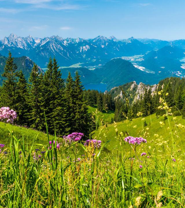 Westeuropa Urlaub westeuropa-deutschland-bayern-blumenwiese-berge-t-499236508.jpg
