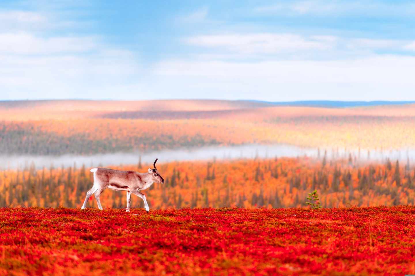 finnland-lappland-rentier-klein-g-156393068.jpg