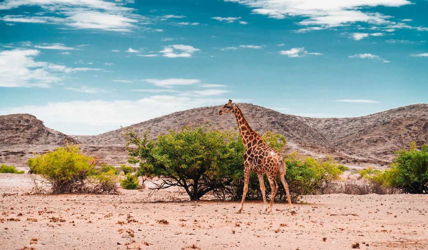 namibia-giraffe-in-der-savanne-g-1213917827.jpg