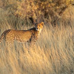 namibia-geparden-jagd-kalahari-g-1090340994.jpg