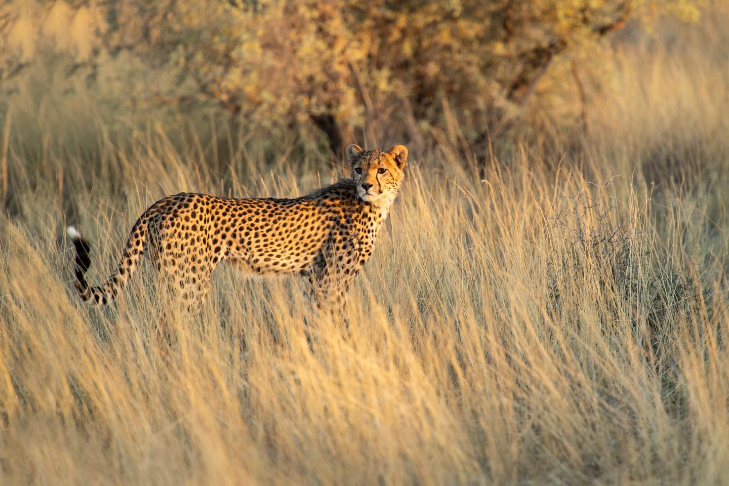 namibia-geparden-jagd-kalahari-g-1090340994.jpg