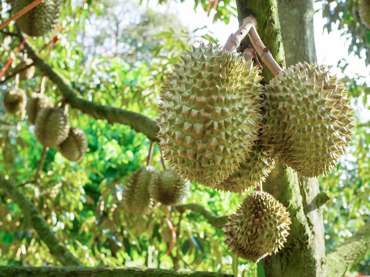 thailand-koh-samui-durian-frucht-g-1492642232.jpg