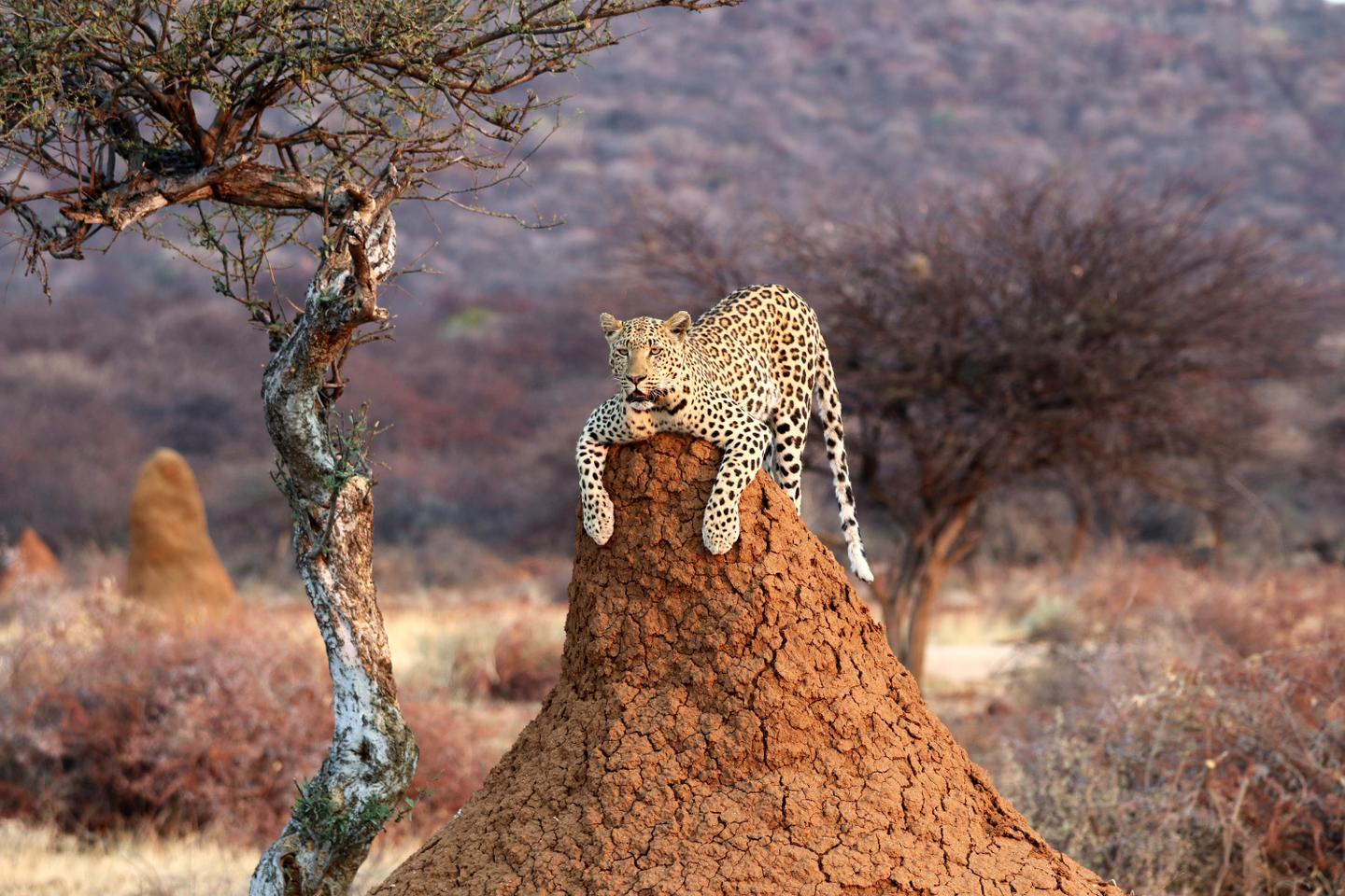 namibia-etosha-np-leopard-termitenhuegel-g-1171567802.jpg