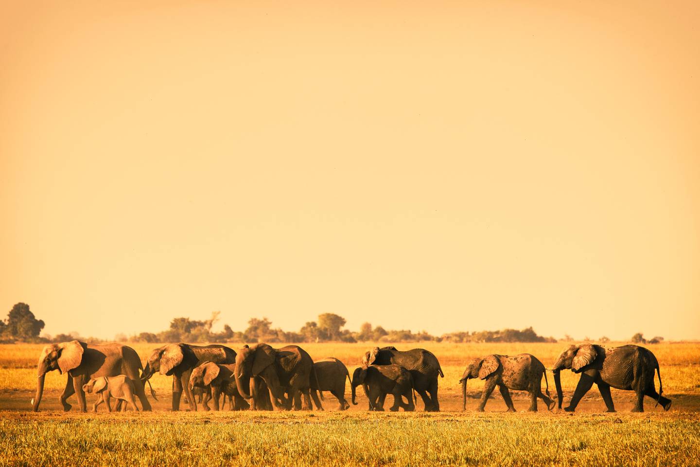 afrika-safari-elefanten-g-493638479.jpg