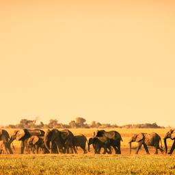 afrika-safari-elefanten-g-493638479.jpg