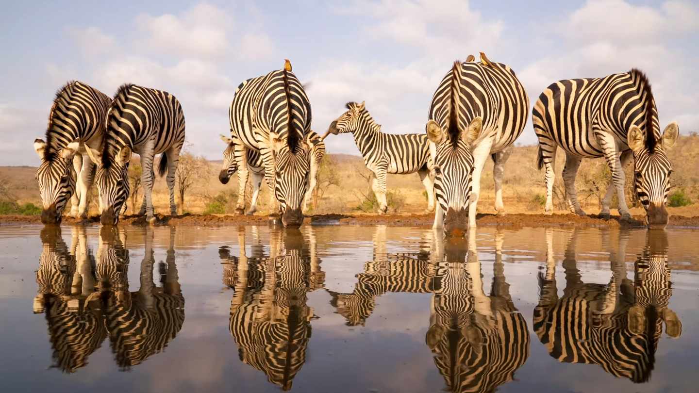 tansania-zebras-am-wasserloch-g-1454642699.jpg