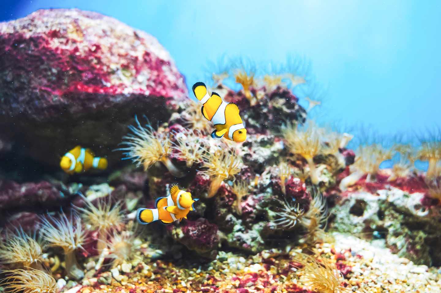 nahaufnahme-clownfisch-meereswasseraquarium-g-2185869207.jpg