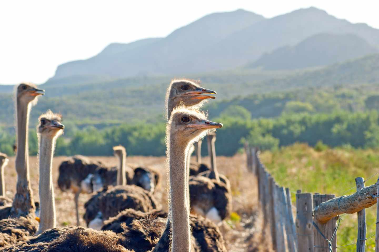 blt6f3aae01d279237b-suedafrika-oudtshoorn-strau_en-g-160825268.jpg Individualreise Südafrika: Straußenfarm Oudtshoorn
