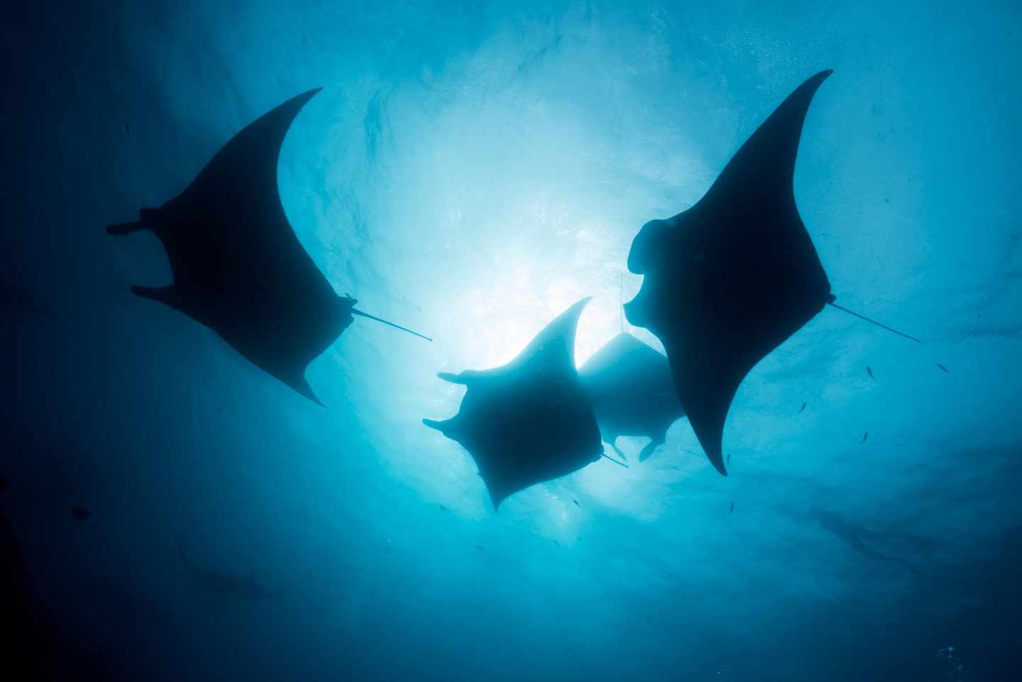 mauritius-vs-malediven-tauchen-mantas-g-619662950.jpg