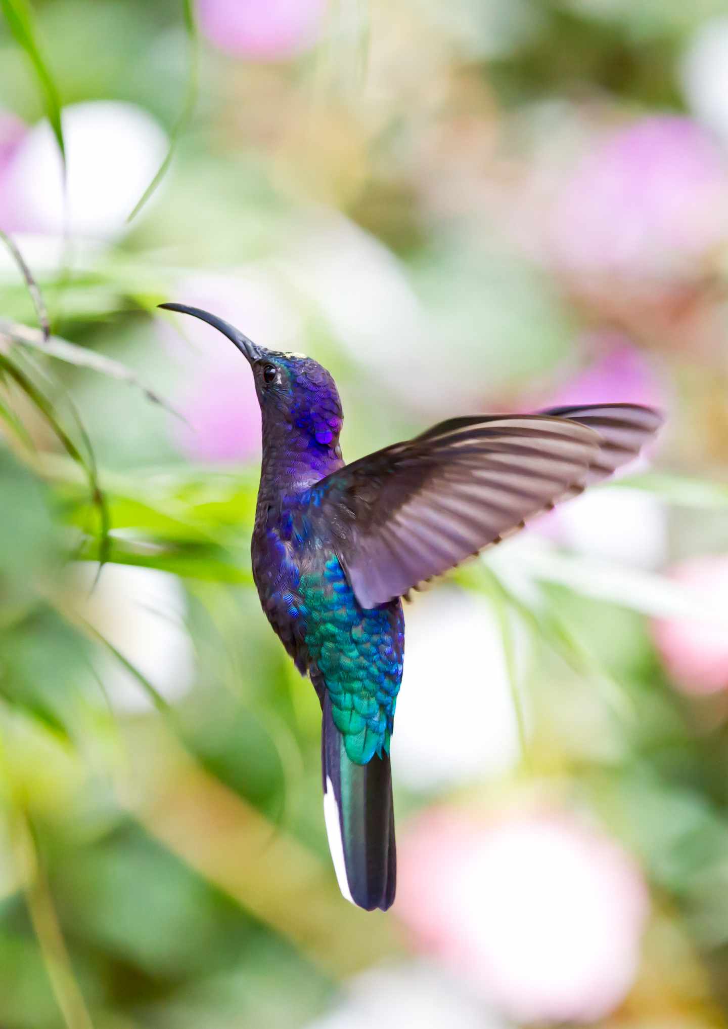 Kolibri in Costa Rica
