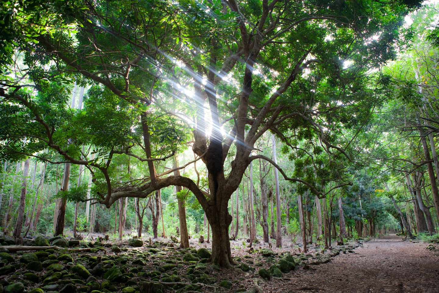 mauritius-grosser-baum-im-wald-g-472274038.jpg