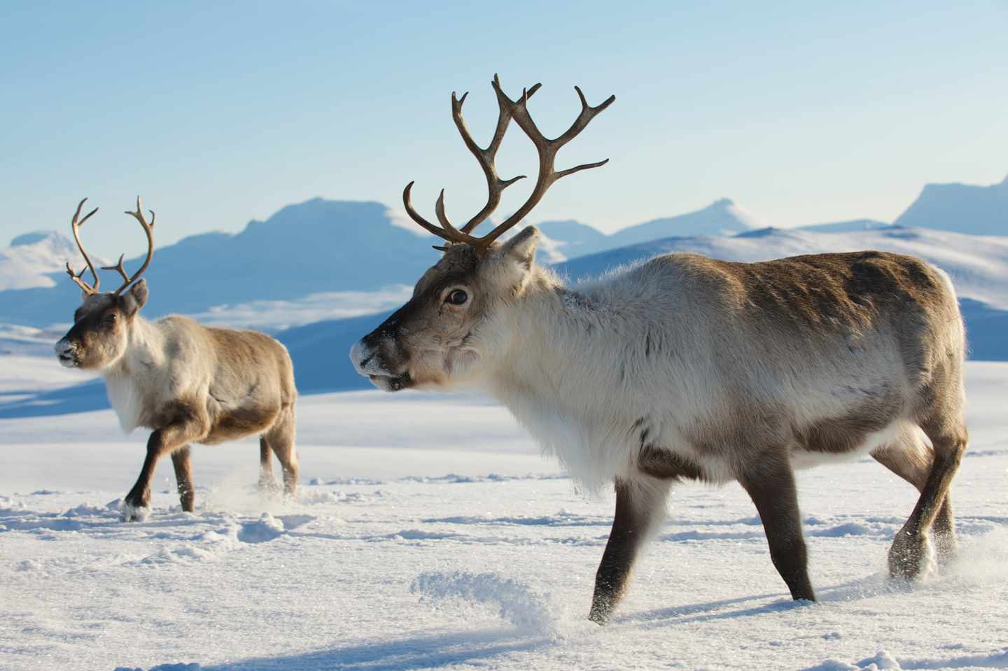 norwegen-rentiere-t-527816933.jpg