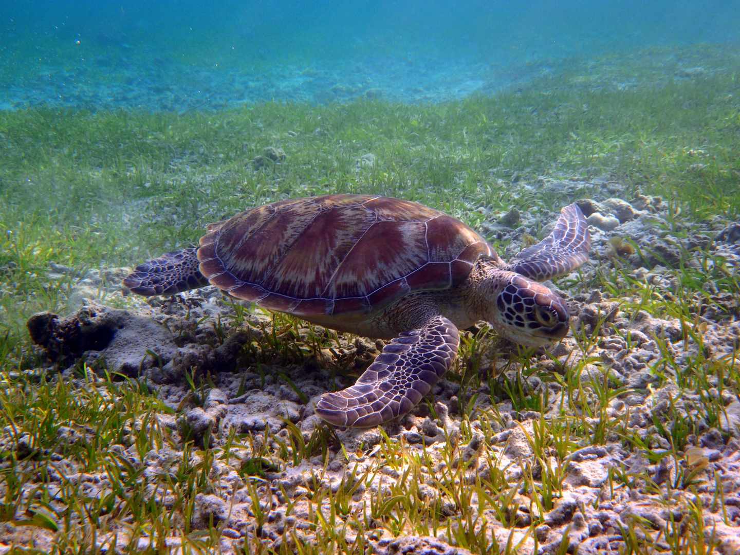 indonesien-gili-schildkroete-t-518370308.jpg