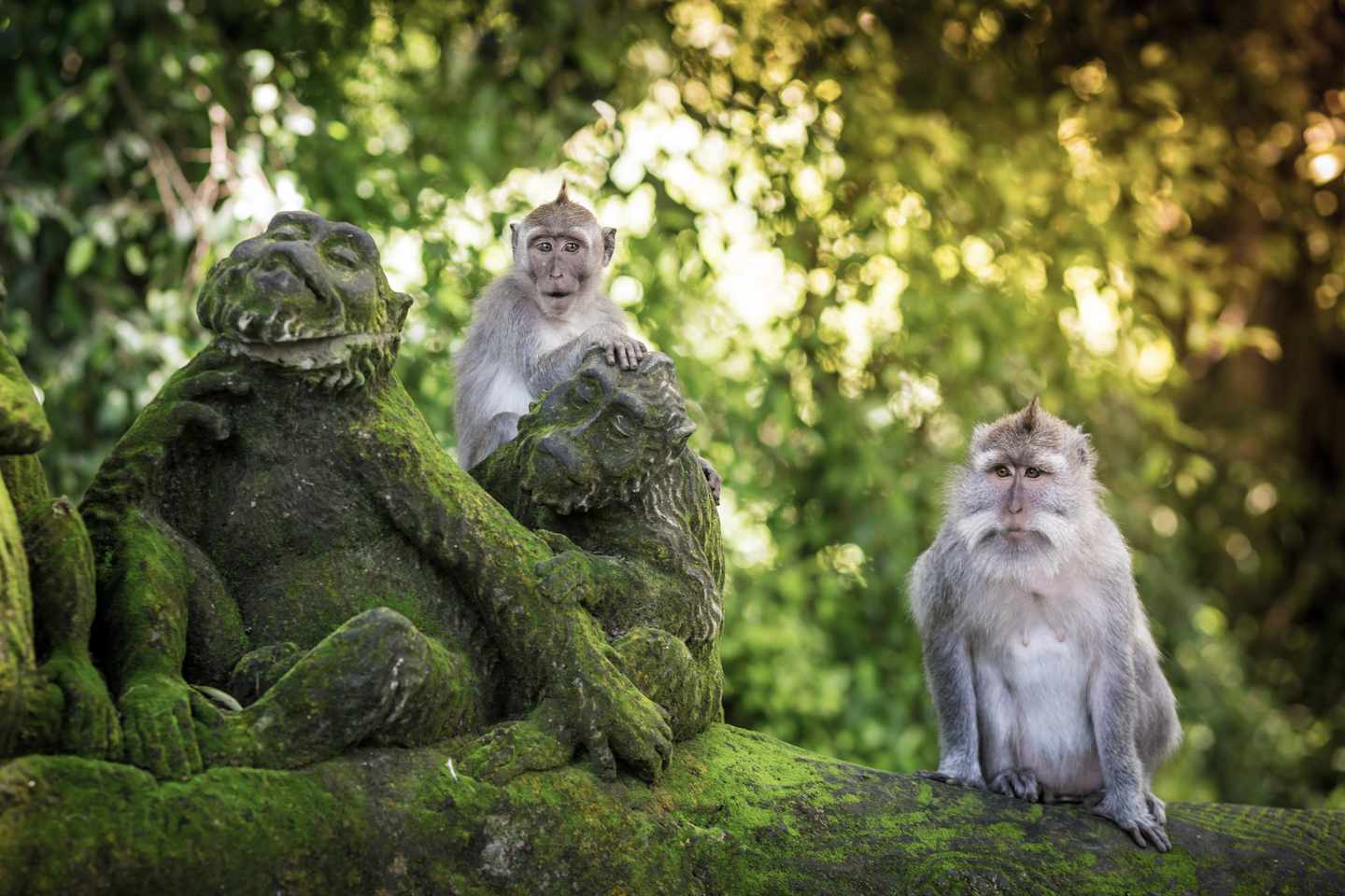 indonesien-bali-ubud-affen-im-monkey-forest-g-466138248_bearbeitet.jpg