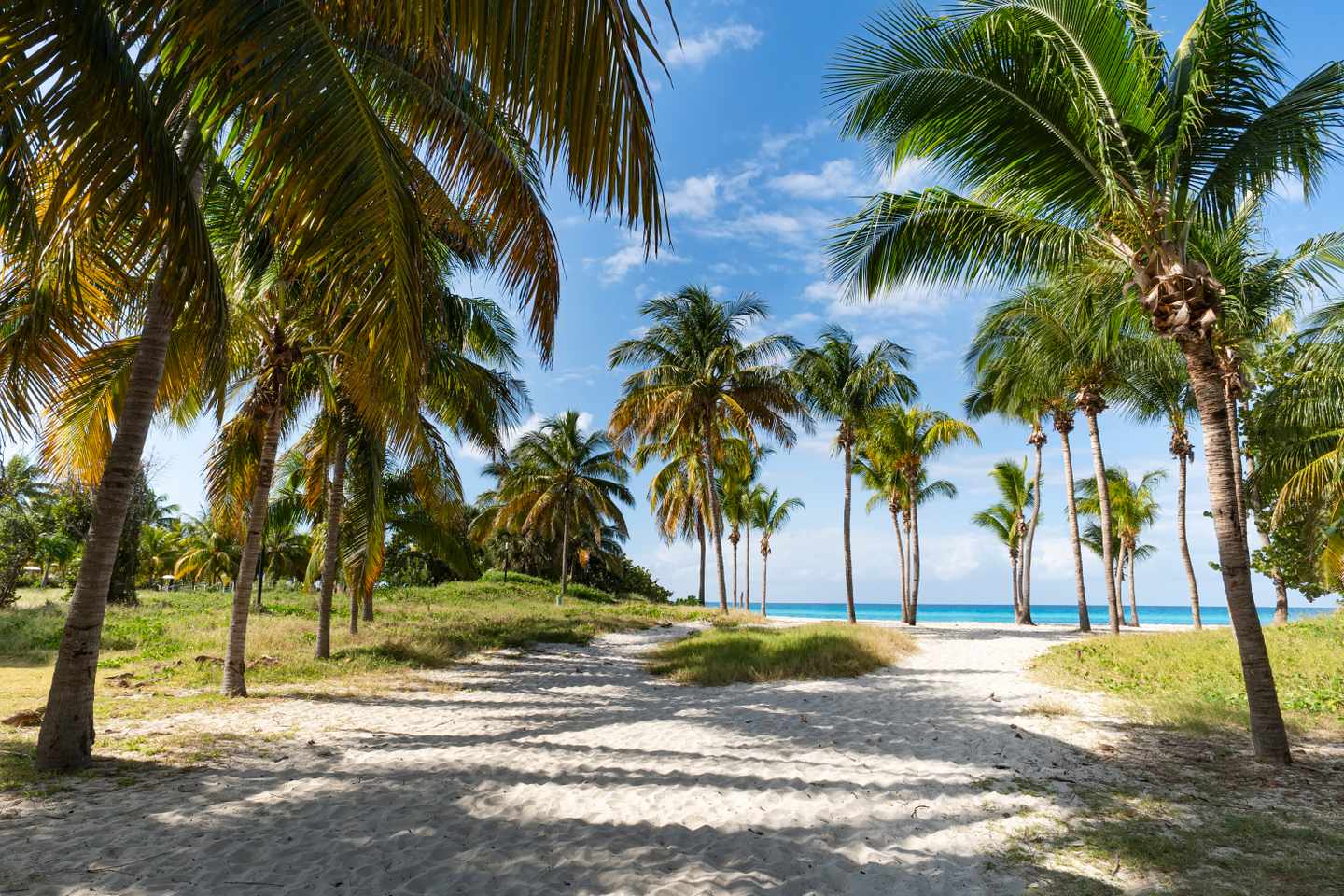 kuba-varadero-strand-palmenhain-g-1200967223.jpg