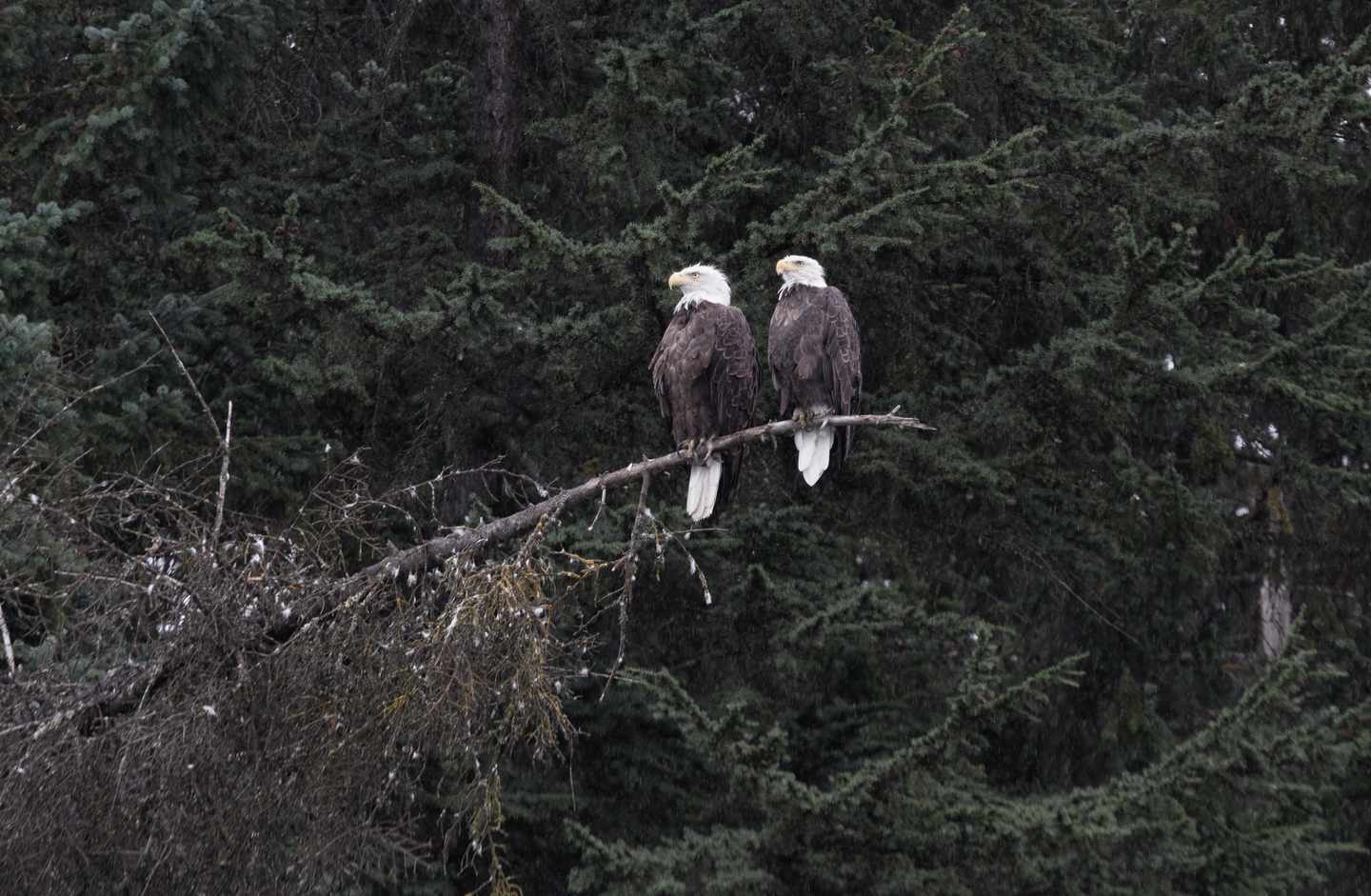 usa-alaska-valdez-weisskopfseeadler-g-1459105214.jpg