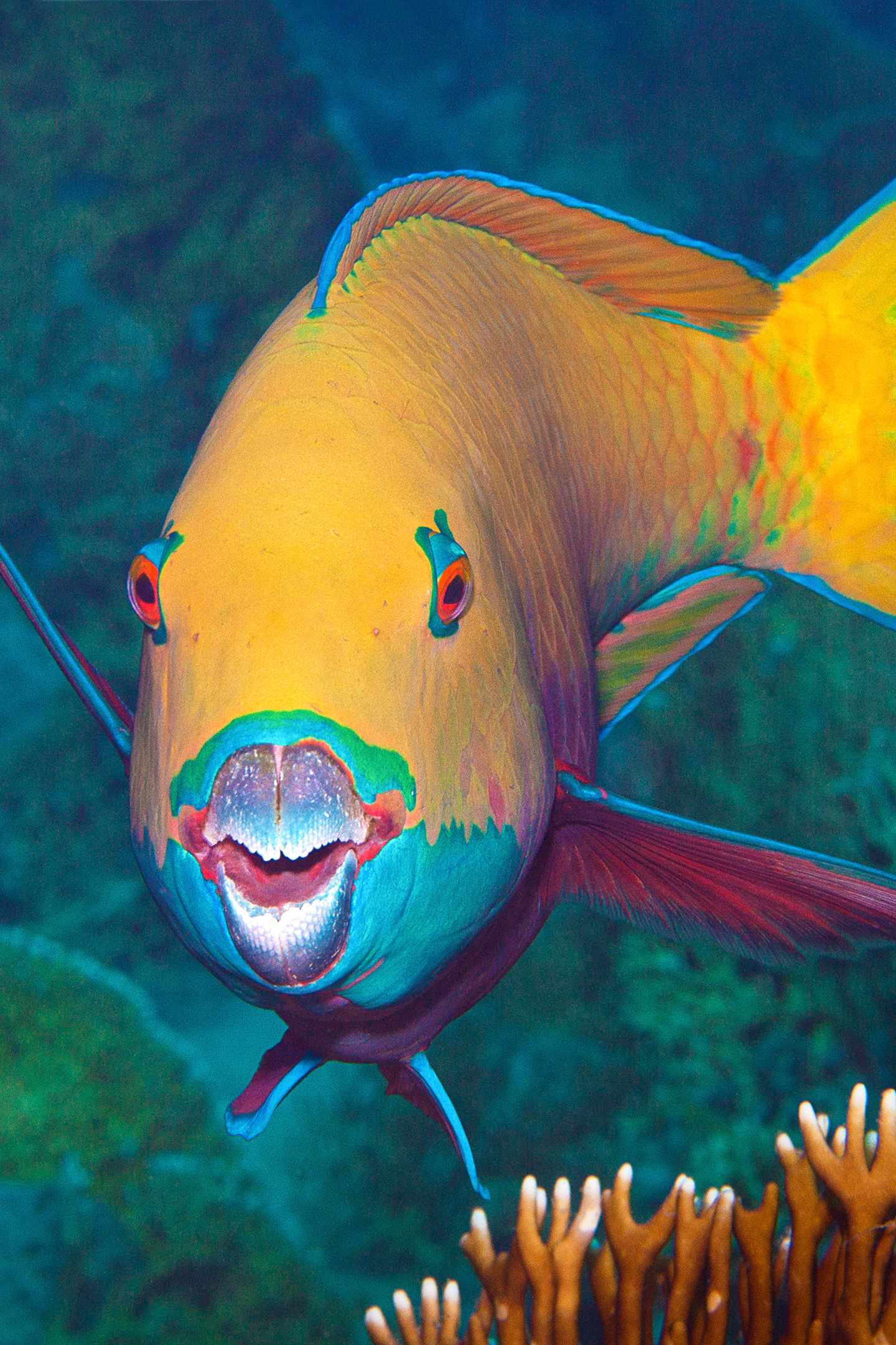 blta9fe787eecba9e17-aegypten-rotes-meer-gordon-reef-papageifisch-g-1219191989.jpg Papageifisch im Indischen Ozean