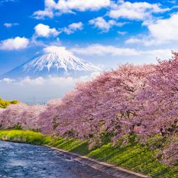 japan-fuji-kischrblueten-t-677209164.jpg