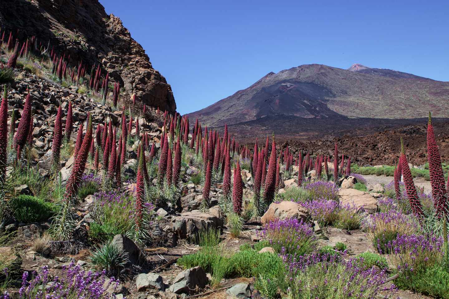 kanaren-teneriffa-teide-wildpretii-wandern-g-537868068.jpg