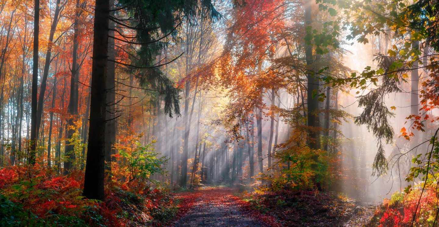 deutschland-wald-im-herbst-g-1272949763.jpg