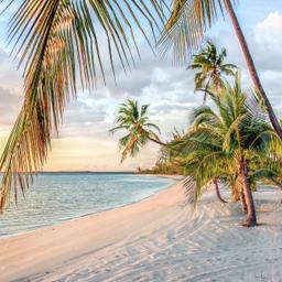 bahamas-strand-sonnenuntergang-palme-g-504887110.png