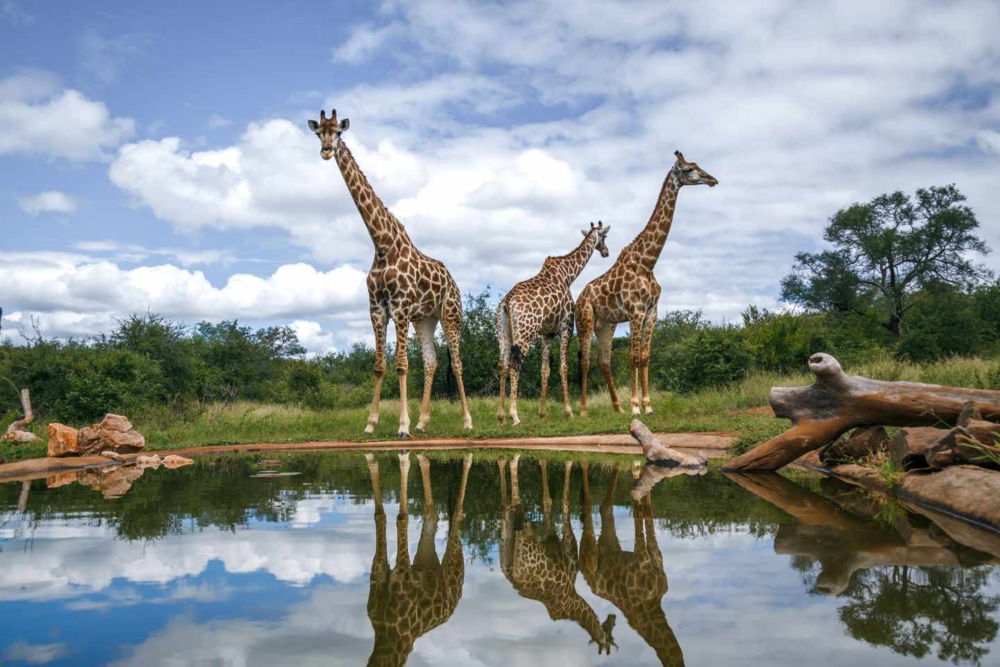 suedafrika-kruger-nationalpark-drei-giraffen-am-wasserloch-mit-spiegelung-g-2154602760.jpg
