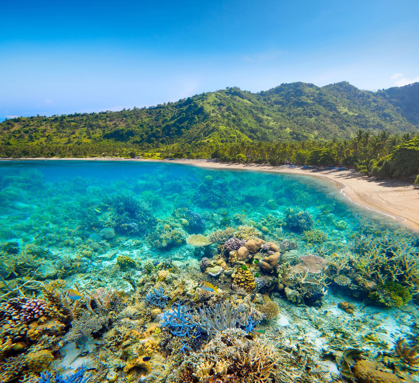 indonesien-lombok-kueste-unterwasser-t-531861012.jpg