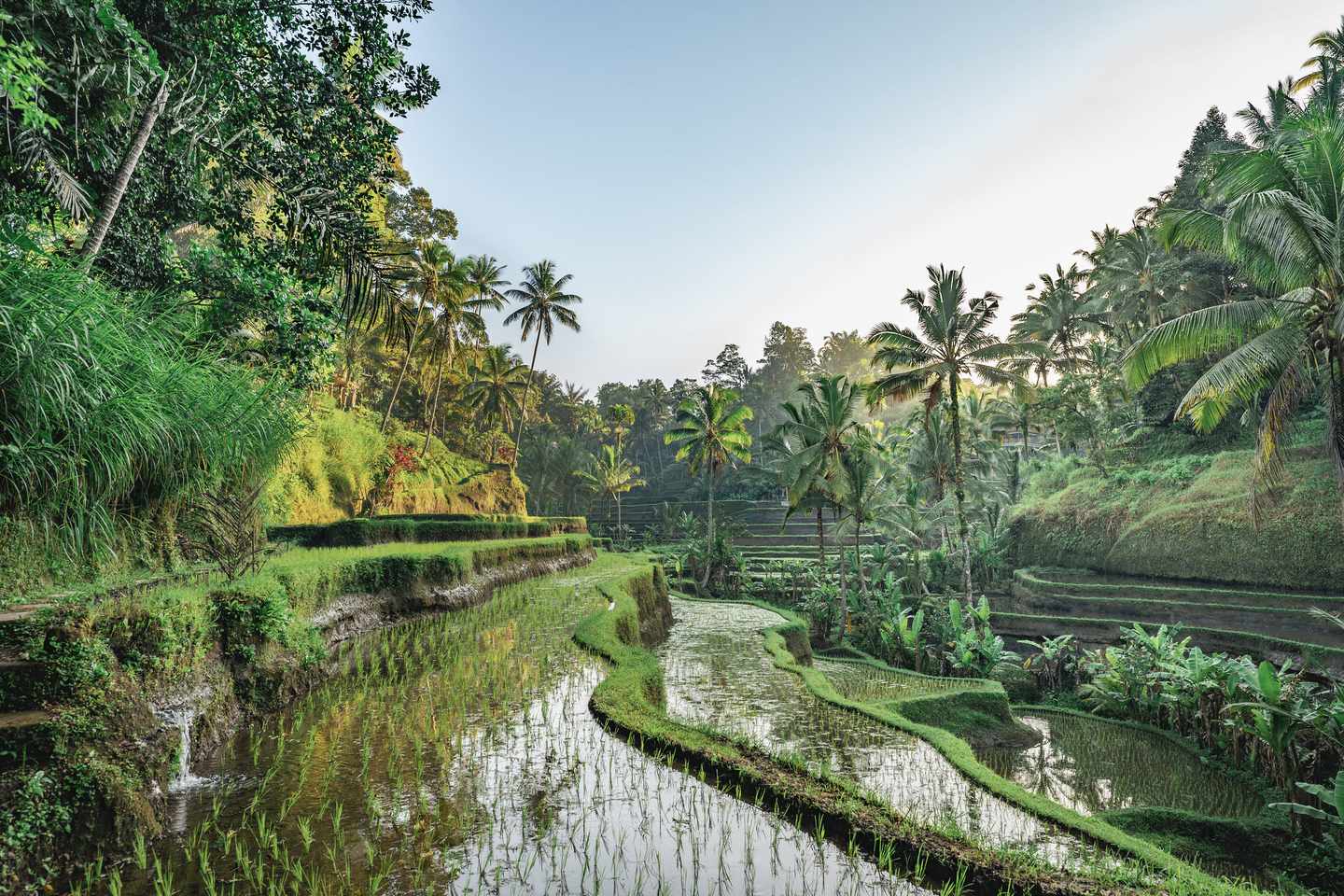 Reisterrassen auf Bali