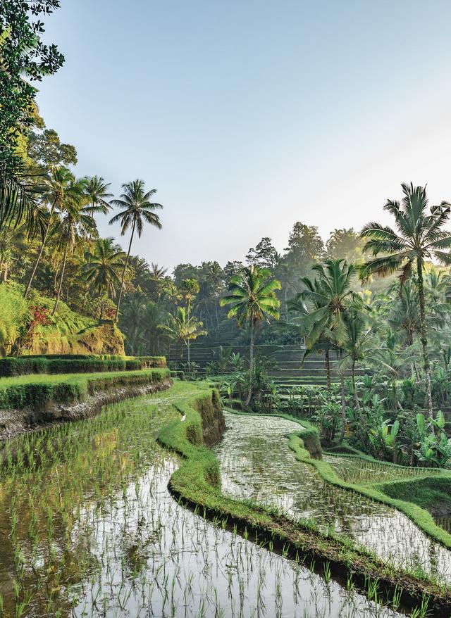 Zu den Angeboten Reisterrassen auf Bali