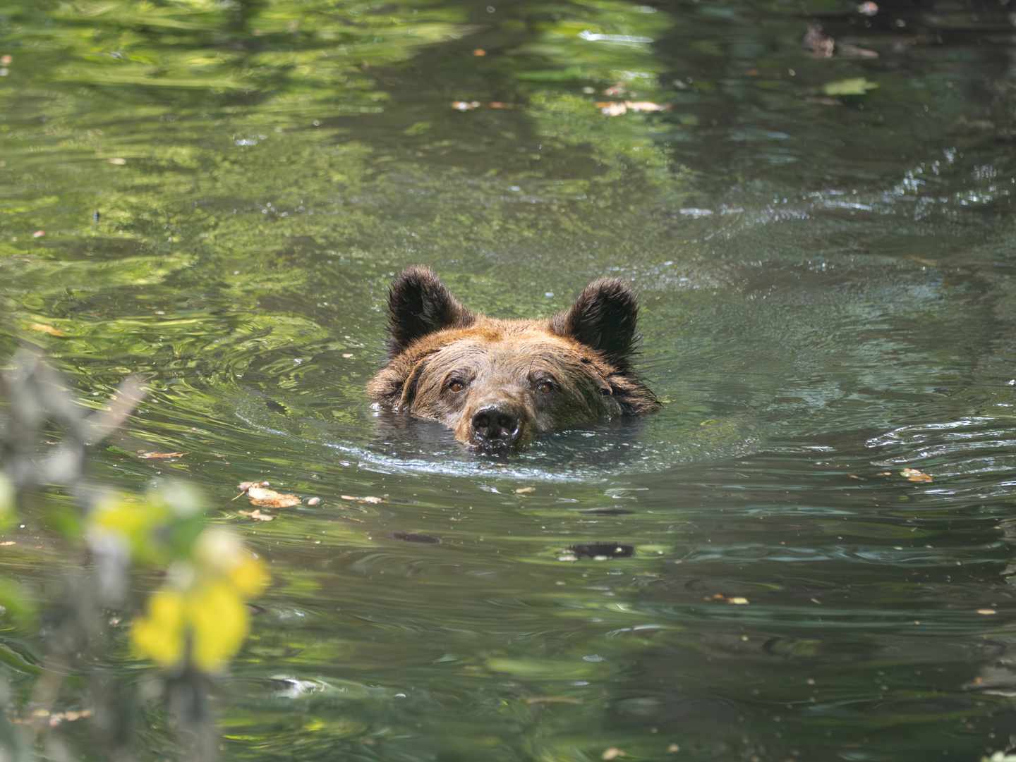baer-natur-schwimmender_baer-g-1738064602.jpg