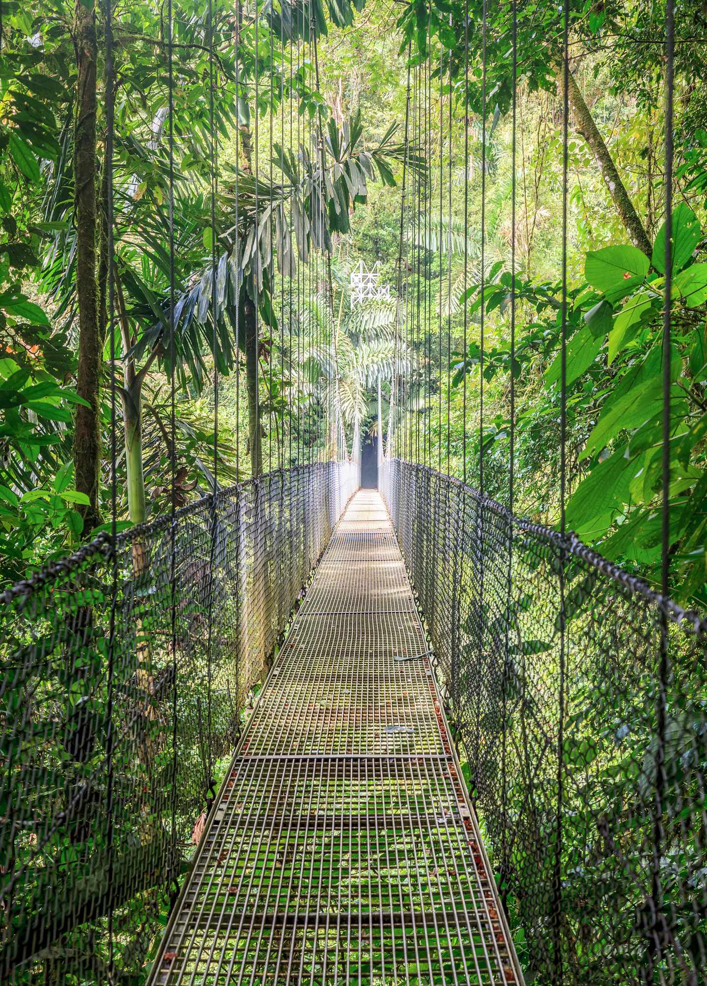Hängebrücke im Dschungel von Costa Rica