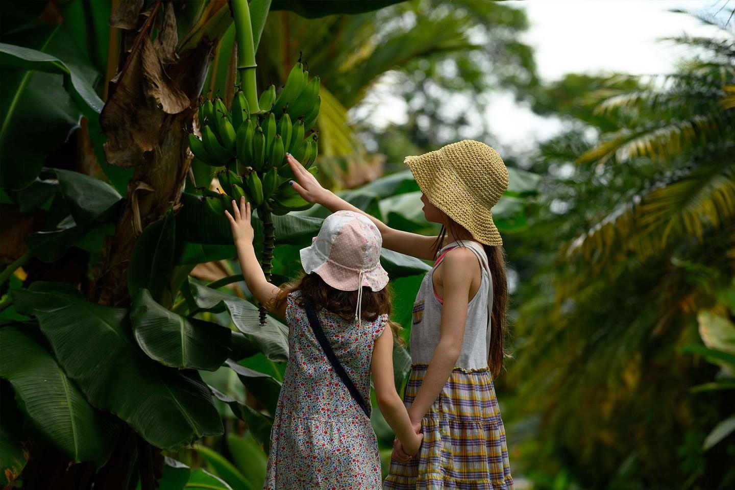 spanien-mallorca-porto-colom-mit-kindern-maedchen-in-bananenplantage-g-1140394525.jpg