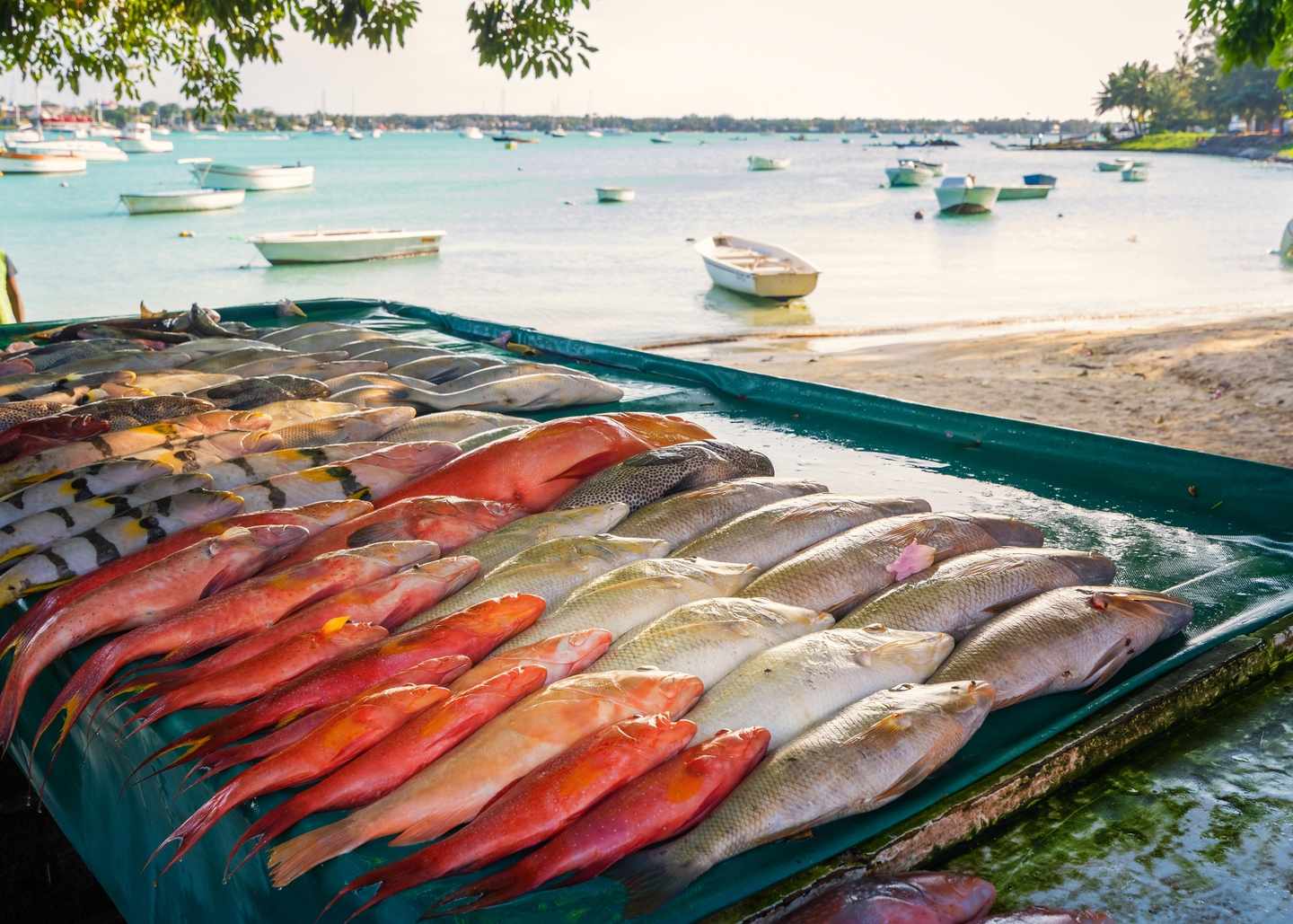 mauritius-fisch-am-strand-essen-g-908015816.jpg